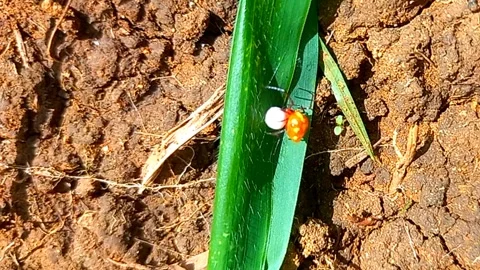 Ladybird Mimic Spider Pacing Around Egg Sac on Ground, Sped Up 2x 스톡 동영상 341889695