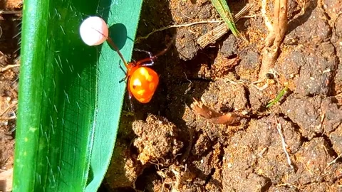 Ladybird Mimic Spider Walking Around on the Ground 스톡 동영상 341889524
