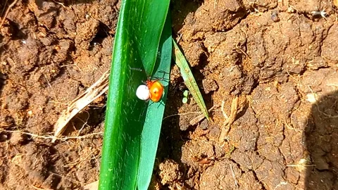 Ladybird Mimic Spider Walking on Fallen Leaf, Checking on Its Egg Sac 스톡 동영상 341889927
