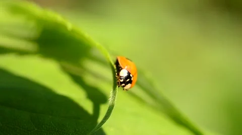 Ladybird opens its wings and folds them back again Stock Footage 62829651