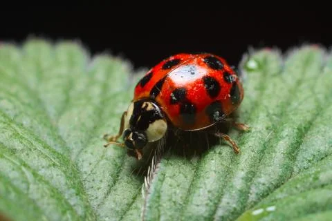 Ladybird or ladybug on a leaf Stock Photos