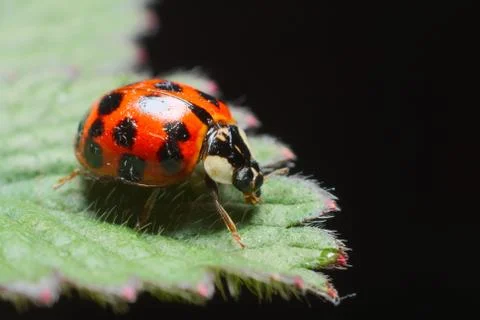 Ladybird or ladybug on a leaf Stock Photos