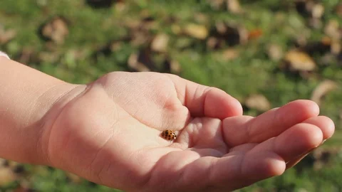 Ladybird on the palm Stock Footage 96833615