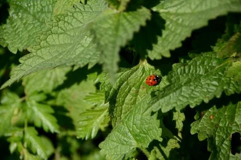 Ladybird in a patch of nettles Foto stock