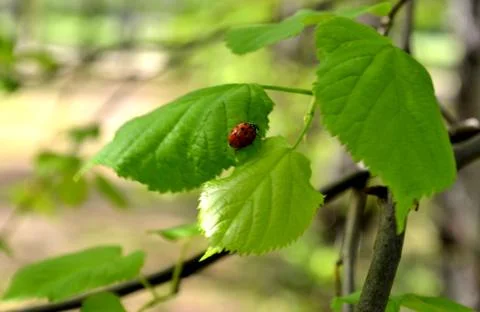 Ladybird Stock Photos