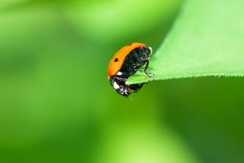 Ladybird Stock Photos