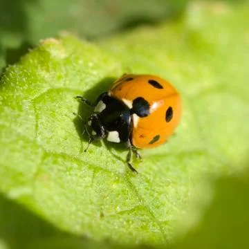 Ladybird Stock Photos