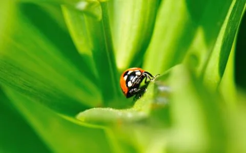 Ladybird Stock Photos