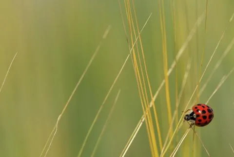 Ladybird Stock Photos