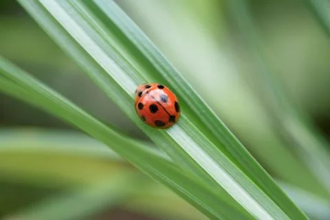 Ladybird Stock Photos