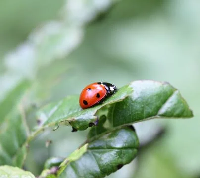 Ladybird Stockfoto's