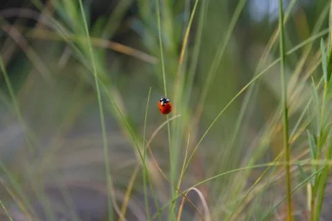 Ladybird Foto stock