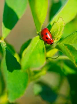 Ladybird 스톡 사진
