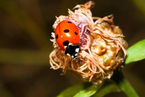 Ladybird Stock Photos