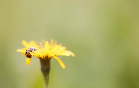 Ladybird Stock Photos