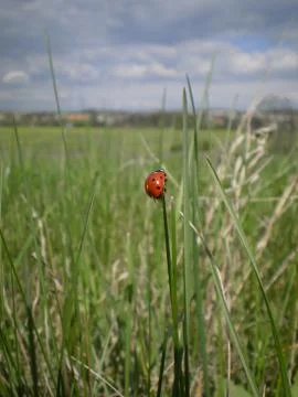 Ladybird Stock Photos