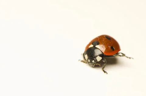 Ladybird Stock Photos