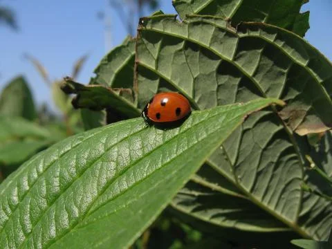 Ladybird Stock Photos