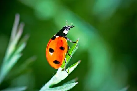 Ladybird Stock Photos