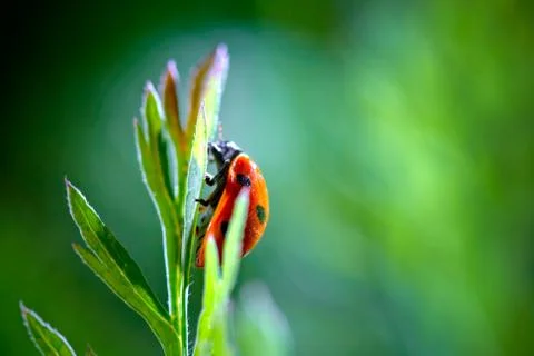 Ladybird Stock Photos