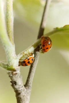 Ladybird Foto stock