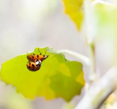 Ladybird Stock Photos