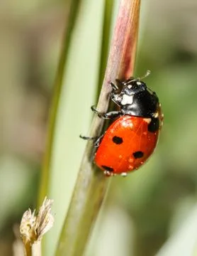 Ladybird Stock Photos