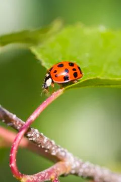 Ladybird Stock Photos
