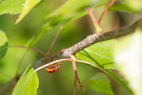 Ladybird Stock Photos
