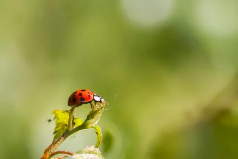 Ladybird Stock Photos