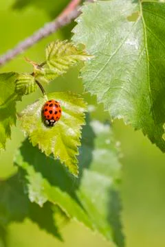 Ladybird Stock Photos