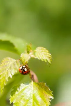Ladybird Stock Photos