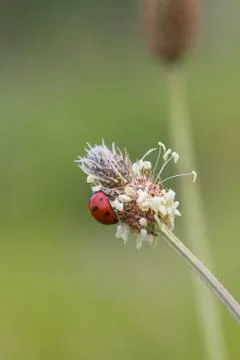 Ladybird Stock Photos