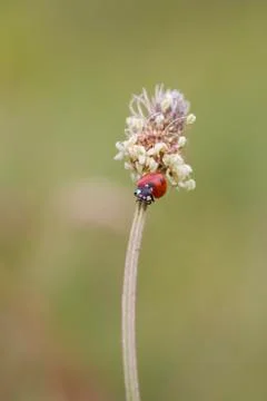 Ladybird Stock Photos