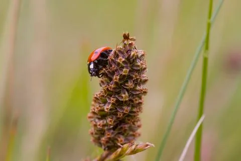 Ladybird Stock Photos