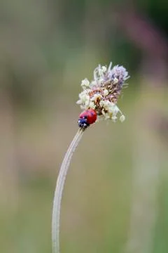 Ladybird Stock Photos