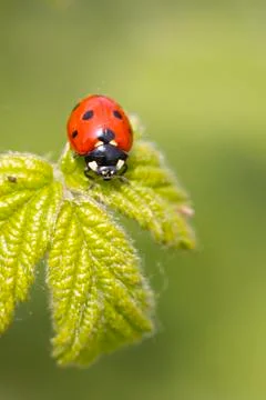 Ladybird Stock Photos