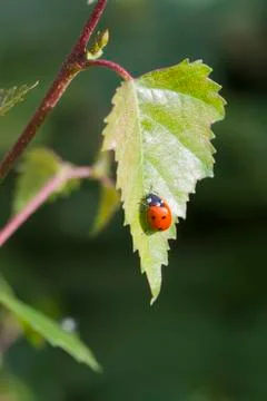 Ladybird Stock Photos