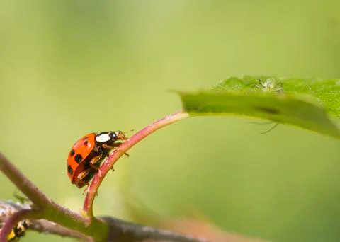 Ladybird Stock Photos