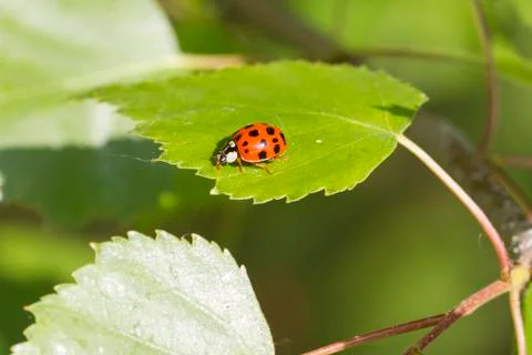 Ladybird Stock Photos
