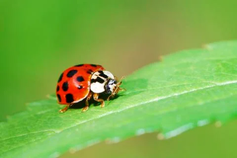 Ladybird Stock Photos