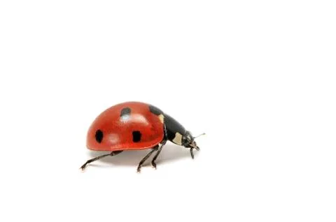 Ladybird Fotos Stock