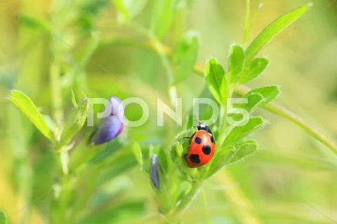 Ladybird Stock Photos