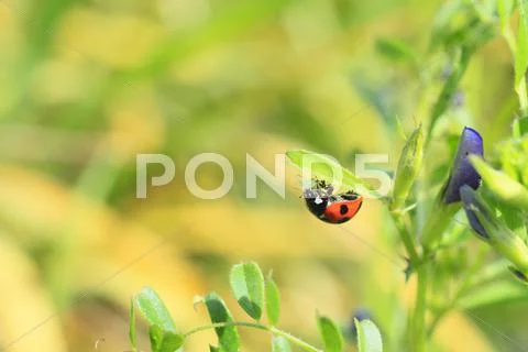 Ladybird Stock Photos