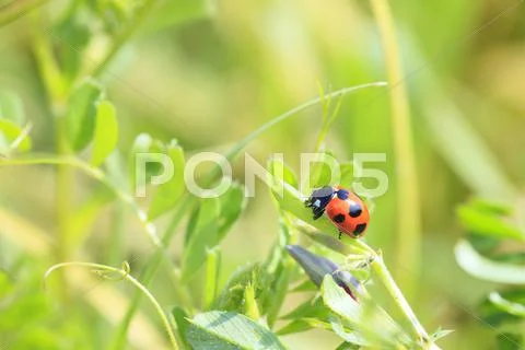 Ladybird Stock Photos