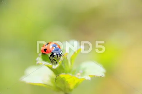 Ladybird Stock Photos