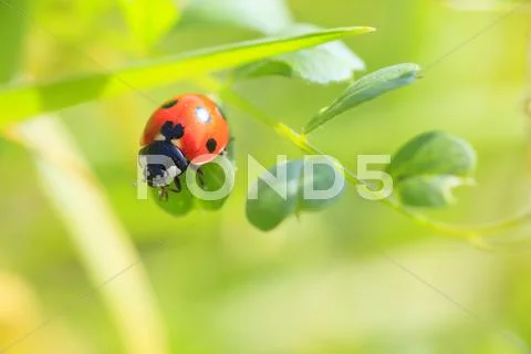 Ladybird Stock Photos