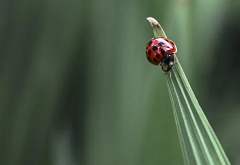 Ladybird Stock Photos