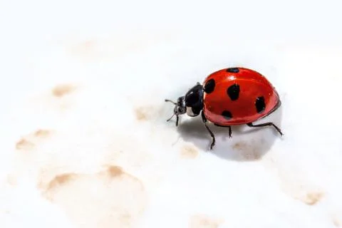 Ladybird Stock Photos