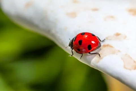 Ladybird Stock Photos